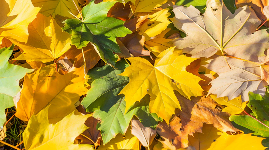 A pile of raked leaves at the curb along a residential Waukesha street