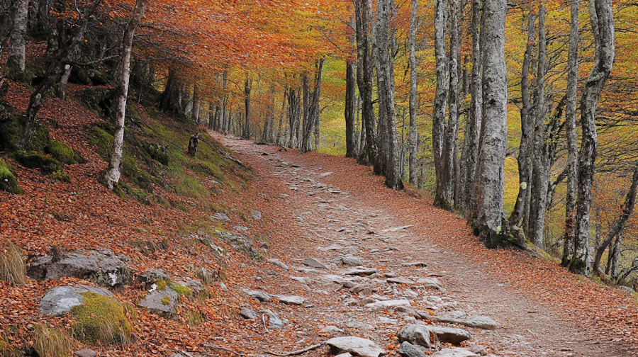 A leaf-covered path running through an autumn forest